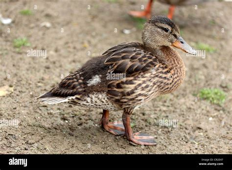 A young Mallard duck losing it's downy plumage Stock Photo - Alamy