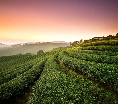 720x1280 resolution | green leaf plants, Tea Plantation, Landscape, HD HD wallpaper | Wallpaper ...