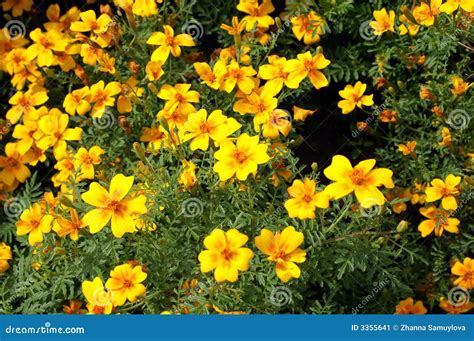 Yellow marigolds stock image. Image of happiness, blossom - 3355641