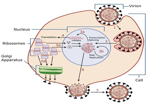 Replication Of Virus - How Do Viruses Reproduce? | Virology Notes