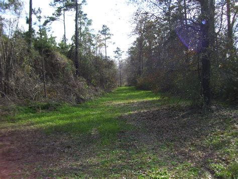 hunting-land-for-sale-in-south-georgia-2 - Agri Land Realty, LLC.