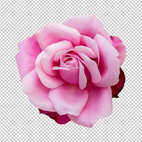 Premium PSD | Pink rose flower isolated rendering