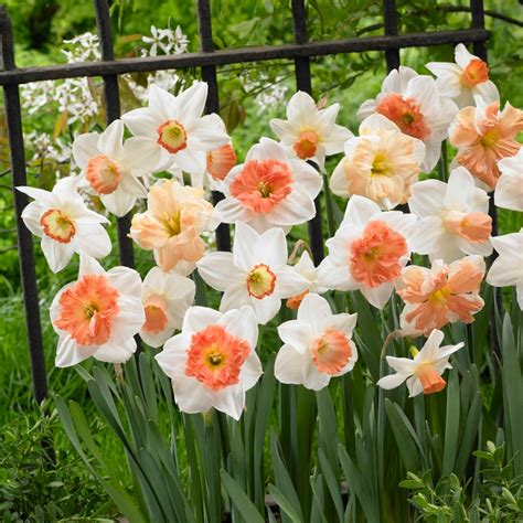 Pretty in Pink Mixed Daffodils | Order Bulbs online | Bulbs Direct