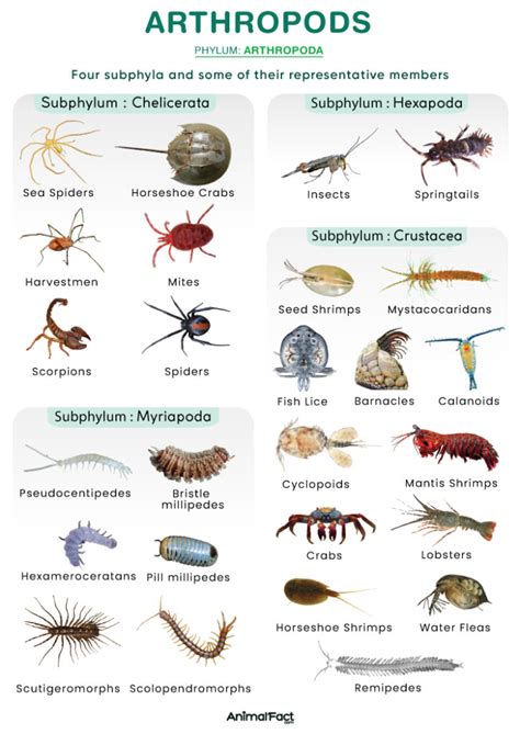 Arthropods - Definition, Examples, Characteristics, Habitat, & Images