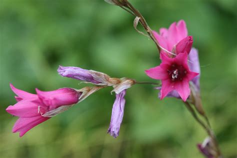 DIERAMA pulcherrimum Woottens Plant Nursery Suffolk