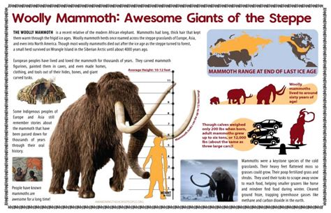 Woolly Mammoth Info-Sheet | Awakening the Horse People