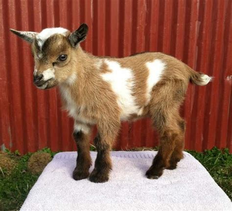 What's not to love about pygmy goats? My son especially loves these four legged cuties! Will def ...