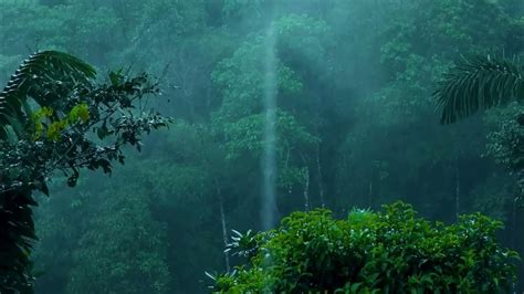 Soothing Rainforest Rainfall | Fall Asleep Fast with Nature Sounds | 10 Hours Rain - YouTube