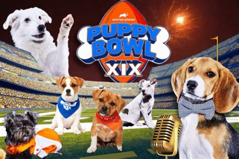 Puppy Bowl 2023 winner recap: Team Fluff takes top dog with MVP Pickle – Real News Aggregator®