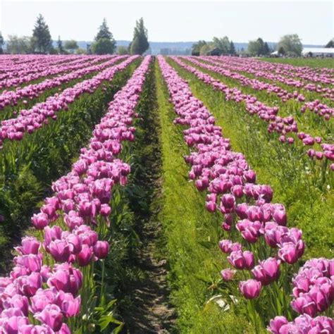 Spring Tulips - Paramount Travel | Guided Group Bus Tours & Cruises