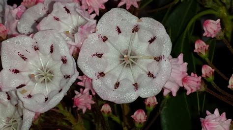 Free picture: white, mountain, Laurel, flowers, blooms