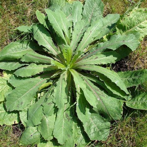 Wild Lettuce Seeds lactuca Virosa 50 Rare Medicinal Herb | Etsy Denmark