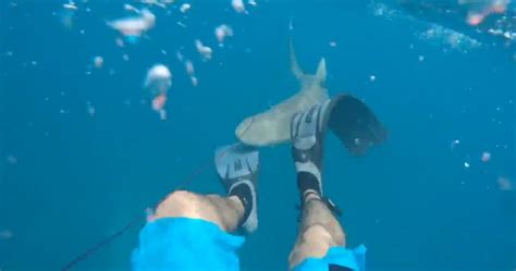 Video shows moment man attacked by shark while spearfishing in Florida ...