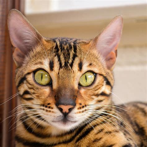 Sadie | Wildwood Bengals | Bengal cat, Cats, Sadie