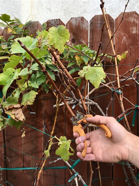 How to Root Grapevine Cuttings | Grape vine pruning, Grape vines, Growing vines
