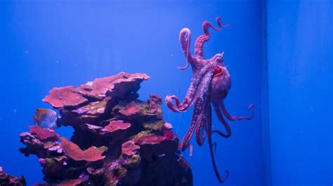 Premium Photo | Octopus swimming in aquarium