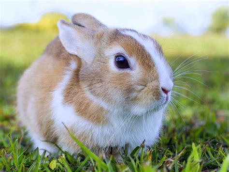 Polish Rabbit – Central California SPCA, Fresno, CA