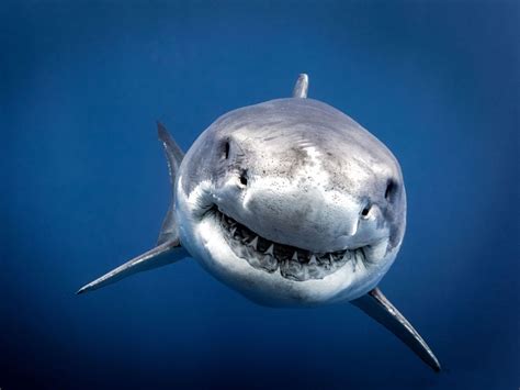 Un grand requin blanc saute dans le bateau d'un pêcheur en Australie ...