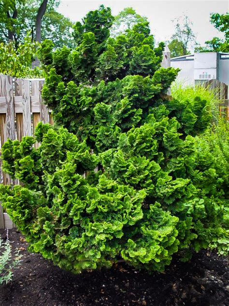 Graceful Dwarf Hinoki Cypress Shrubs For Sale Online | The Tree Center