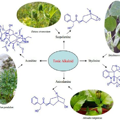 Main alkaloids from Datura stramonium and Anisodus tanguticus . | Download Scientific Diagram