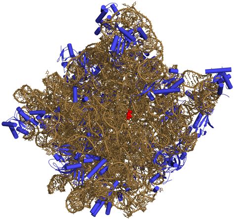 File:50S-subunit of the ribosome 3CC2.png - Wikimedia Commons