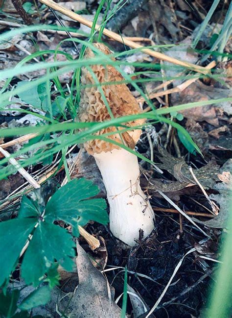 Beginner’s Guide to Morel Mushroom Hunting - North American Outdoorsman