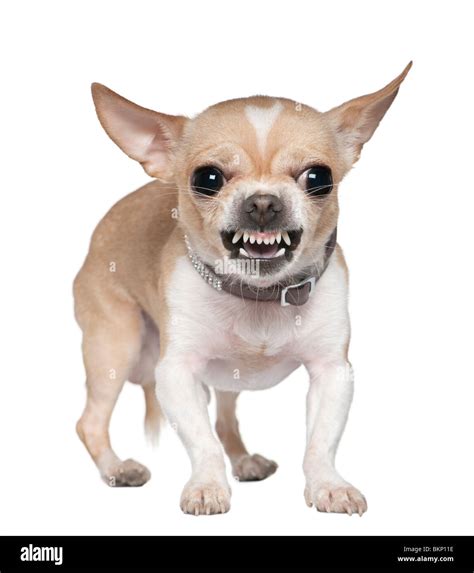 Are Male Chihuahuas Aggressive