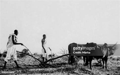 Ethiopian Farmer Photos and Premium High Res Pictures - Getty Images