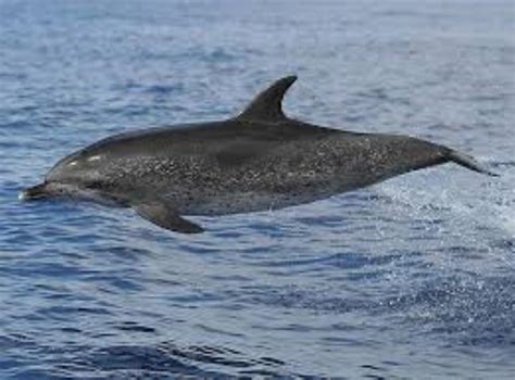 Atlantic Spotted Dolphin Information and Picture | Sea Animals