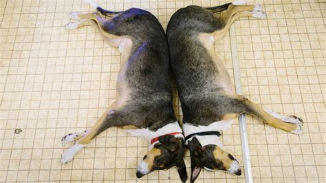 Cloning Your Dog, For A Mere $100,000 : Shots - Health News : NPR