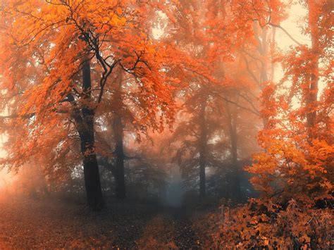 Autumn Forest Wallpapers - Wallpaper Cave