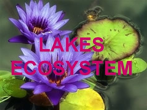 LAKES AND PONDS ECOSYSTEM Ponds and Lakes Range