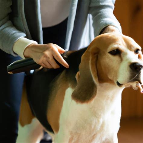 Beaglier (Beagle + Cavalier King Charles Spaniel) Grooming: Tips and Tricks