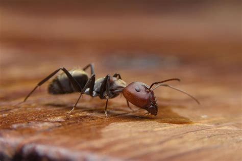 How Do Ants Survive the Winter? - Pest Detective