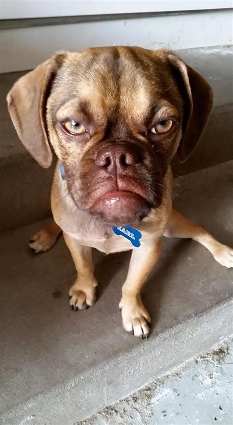 Earl the Grumpy Puppy, An Adorable Canine Who Wears a Perpetual Frown ...