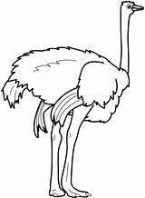 Ostrich Strong Feet Coloring Page  Color Luna Zoo coloring Pages sketch template
