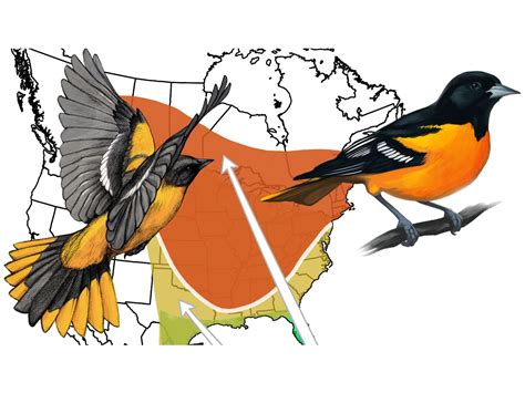 The Basics of Bird Migration: How, Why, and Where | All About Birds