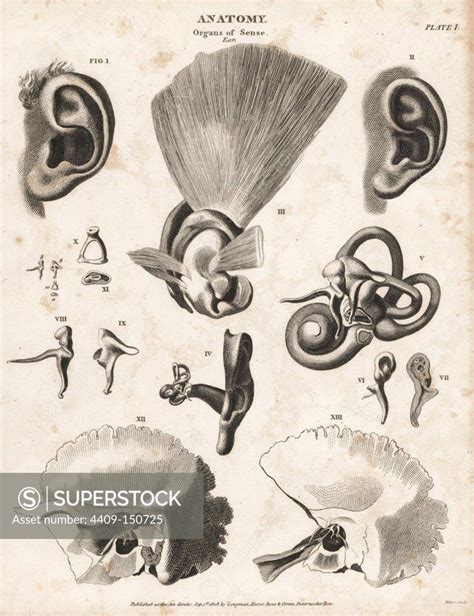 Anatomy of the human ear showing ear flap, anvil, stirrup, cochlea ...