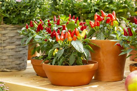 Pepper Growing Guide - Containers or Garden | Jung Seed’s Gardening Blog