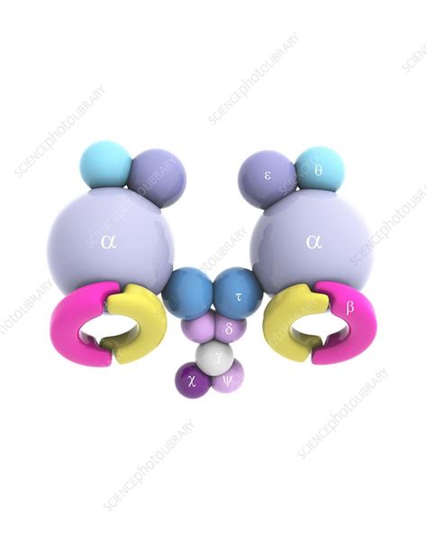 DNA polymerase III holoenzyme - Stock Image - C019/7434 - Science Photo Library