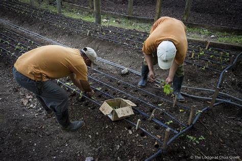 Chaa Creek's farm integrates traditional Maya farming with more ...