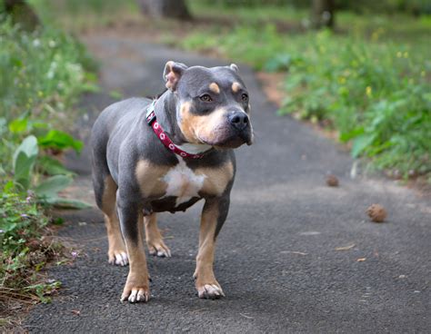 Shelter Dogs of Portland: "SONYA" awesome Staffordshire Bull Terrier mix