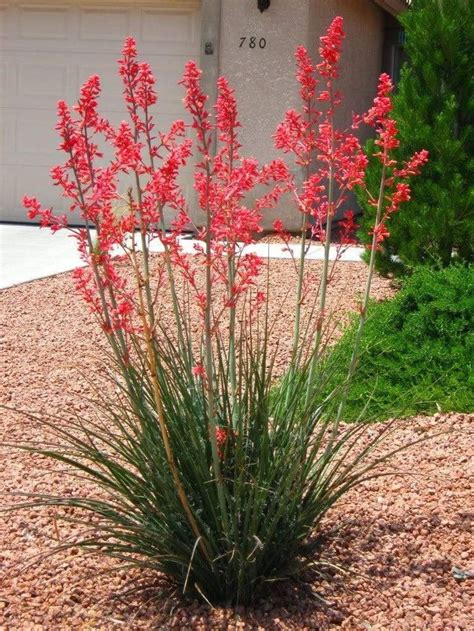 Red Yucca | Landscaping plants, Yucca plant, Backyard landscaping