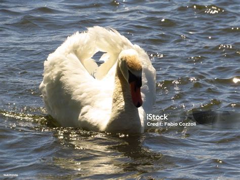 Angry Swan Stock Photo - Download Image Now - Animal Wildlife, Animals ...