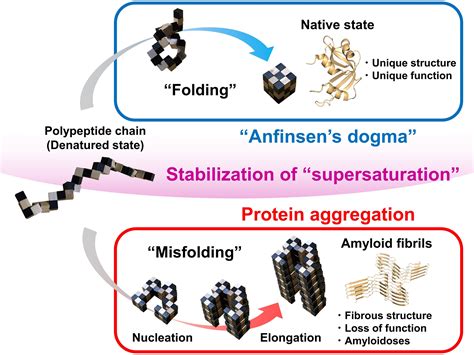 Supersaturation: The barrier between protein folding and misfolding