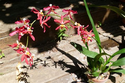 Growing Greener in the Pacific Northwest: Orchid. An intergeneric ...