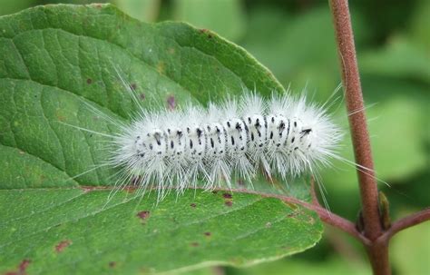 Hickory Tussock Moth caterpillar | Order Lepidoptera (Butter… | Flickr