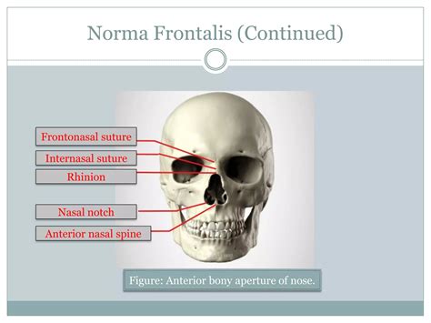 Anatomy head and neck(norma frontalis) | PPT | Free Download