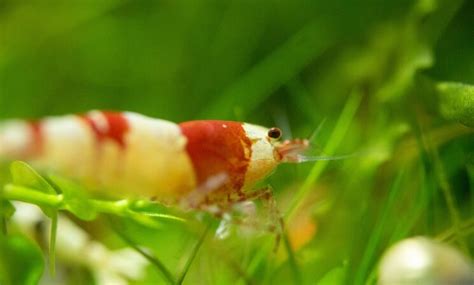 Crystal Red Shrimp Complete Care Guide, Breeding and More… - Everything Fishkeeping