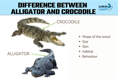 Difference Between Alligator and Crocodile | Key Differences Explained